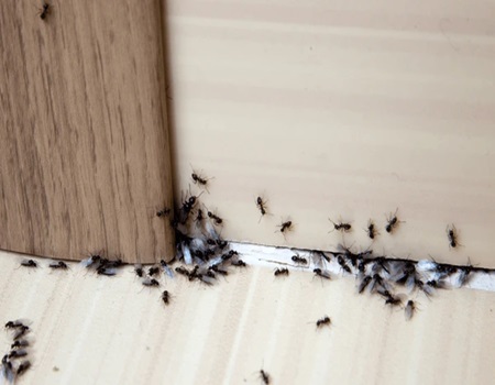 Ants Control