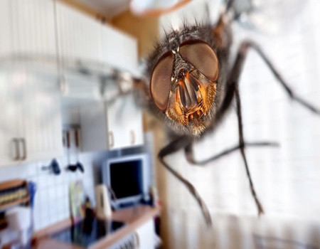 House Flies Control