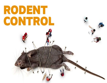 Rat & Rodent Control